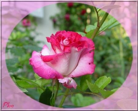 fleur